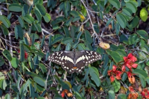 Citrus Swallowtail - adult at rest on Pride-of-the-Cape (Bauhinia galpinii) Citrus Swallowtail - adult at rest on Pride-of-the-Cape (Bauhinia galpinii)