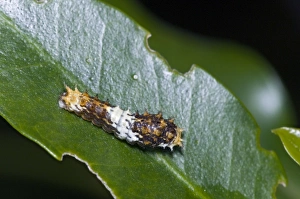 Citrus Swallowtail Butterfly - caterpillar, early instar resembling bird dropping Citrus Swallowtail Butterfly - caterpillar, early instar resembling bird dropping