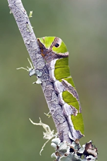 Citrus Swallowtail Butterfly - mature caterpillar Citrus Swallowtail Butterfly - mature caterpillar