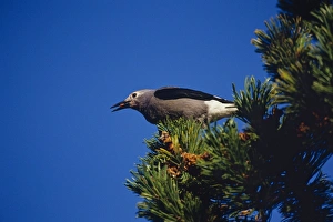 Clarks Nutcracker - harvesting seed from Whitebark pine tree. Subalpine meadow Clarks Nutcracker - harvesting seed from Whitebark pine tree. Subalpine meadow