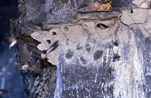 Cliff Swallow Print - Hirundo pyrrhonota at Nest CK-2179