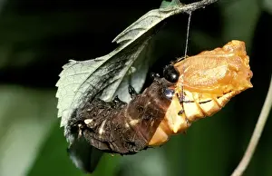 Australian Insect Photography Prints: CLY02004