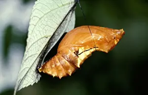 Cairns Birdwing Butterfly Prints: CLY02005