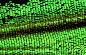 Cairns Birdwing Butterfly Prints: CLY02010