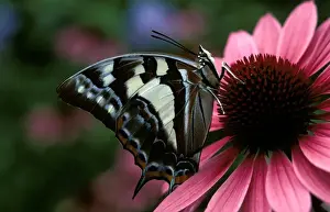Butterfly On Purple Flower Prints: CLY02013