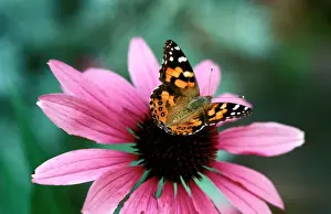 Prints of AUS-236 Australian painted lady butterfly - on Purple coneflower (Echinacea purpurea), New South Wales Images Dated 2006 July: Australian Painted Lady Butterfly Print on Purple Coneflower