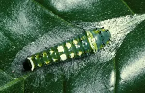 Ulysses Butterfly Larva Print