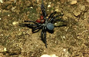 Australian Spiders Prints: CLY02035