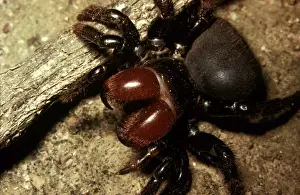 Close Up Spider Prints: CLY02036