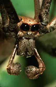 Australian Spiders Prints: CLY02046