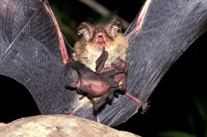 Bat Conservation Images Prints: CLY02070