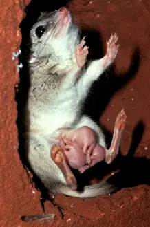 Prints of AUS-294 Kowari / Crest-tailed Marsupial Rat - with three young Marsupium Prints: Kowari Print - 16-Day-Old Young Attached to Teats