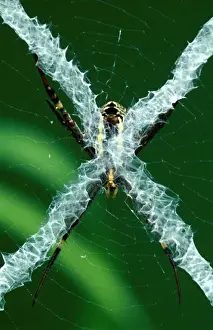 Australian Arachnids Prints: CLY02079