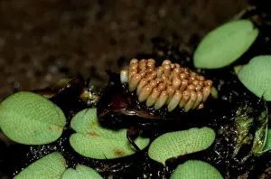 Prints of AUS-320 Waterbug - male with eggs on its back Images Dated 2006 July: Diplonychus rusticus Male Waterbug with Eggs Print