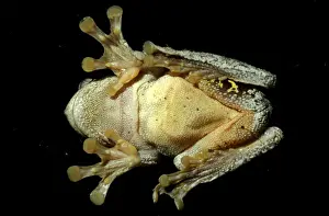 Australian Frogs Prints: CLY03013