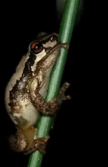 Australian Native Frogs Prints: CLY03022