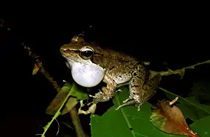Australian Native Frogs Prints: CLY03027