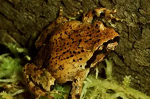 Australian Native Frogs Prints: CLY03028