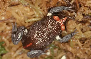 Australian Native Frogs Prints: CLY03035