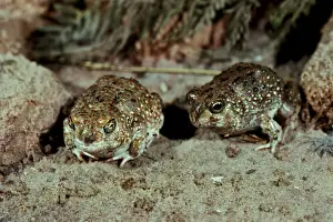 Australian Desert Animals Prints: CLY03048
