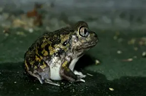 Australian Frogs Prints: CLY03052
