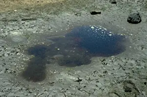 Central Australian Tadpoles Print