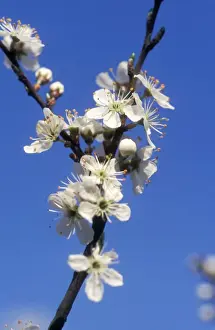 Blackthorn Flowers Prints: CNB-659