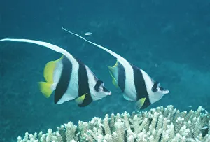 Coachman / Featherfin Coralfish / Longfin Bannerfish / Long-finned Bannerfish / Pennant Bannerfish / Pennant Coralfish Coachman / Featherfin Coralfish / Longfin Bannerfish / Long-finned Bannerfish / Pennant Bannerfish / Pennant Coralfish