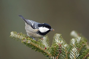 Coal Tit - searching for food on fir tree Coal Tit - searching for food on fir tree
