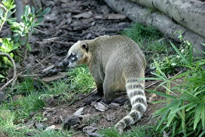 Images Dated 25th September 2004: Coati. South America