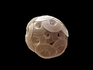 Coccolithophore Print SEM Image