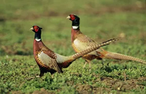 Cock PHEASANT - Territorial dispute between rivals Cock PHEASANT - Territorial dispute between rivals