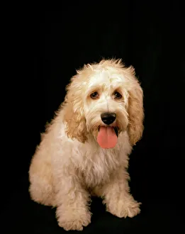 Cockapoo Dog - cross between a Cocker Spaniel & a Poodle Cockapoo Dog - cross between a Cocker Spaniel & a Poodle