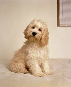 Cockapoo Dog - crossbreed between a Cocker Spaniel & a Poodle Cockapoo Dog - crossbreed between a Cocker Spaniel & a Poodle