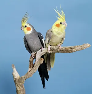 Cockatiel Birds - Two perched on branch Cockatiel Birds - Two perched on branch