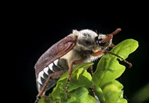 Wildlife Art Prints Online Prints: Cockchafer