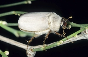 Cockchafer Beetle (close relative of May bug) - adult female - at night Cockchafer Beetle (close relative of May bug) - adult female - at night