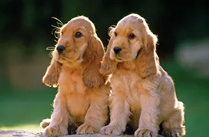 <b class=qtipBold><figcaption>Cocker Spaniel Dogs - puppies</figcaption></b><br>LA-436 Cocker Spaniel Dogs - puppies Also known as English Cocker Spaniel Jean Michel Labat Please note that prints are for personal display purposes only and may not be reproduced in any way.<br><em>© J.M.Labat/ardea.com</em> Cocker Spaniel Dogs - puppies