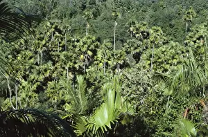 Coco De Mer Plant Prints: Coco De Mar - Seychelles