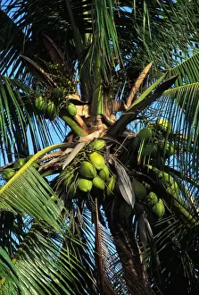 Coconut Palm Tree Photo Prints: Coconut Tree