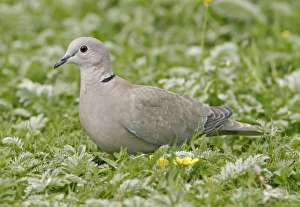 Collared Dove - Feeding in meadow side view Collared Dove - Feeding in meadow side view