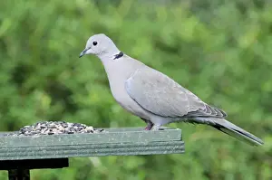 Collared Dove Prints: Collared Dove - at feeding table