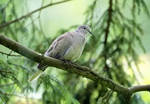 Collared Dove Prints: Collared Dove - In tree