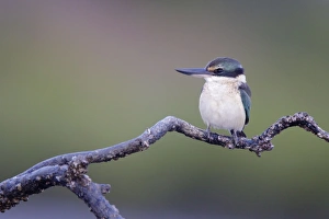 Collared / Mangrove Kingfisher - sitting on old mangrove roots overlooking mudflats Collared / Mangrove Kingfisher - sitting on old mangrove roots overlooking mudflats