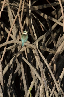 Collared / Mangrove Kingfisher - sitting in typical habitat of mangroves Collared / Mangrove Kingfisher - sitting in typical habitat of mangroves