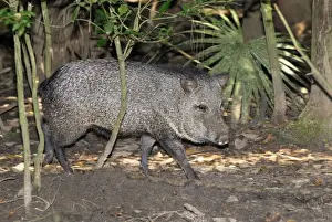 Tropical Animal Photography Prints: Collared Peccary Belize