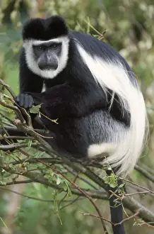 Prints of USH-611 Black and White Colobus MONKEY - close-up in tree Colobus angolensis Duncan Usher Please note that prints are for personal display purposes only and may not be reproduced in any way Black Colobus Prints: Black and White Colobus Monkey Print