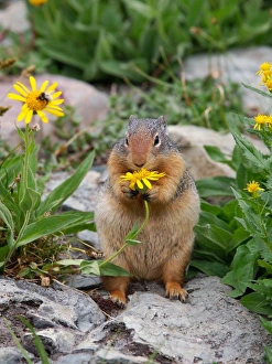 Columbian Ground Squirrel - eating flower Columbian Ground Squirrel - eating flower