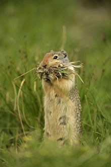 Columbian Ground Squirrel - Gathering grass in mouth to store in nest Columbian Ground Squirrel - Gathering grass in mouth to store in nest