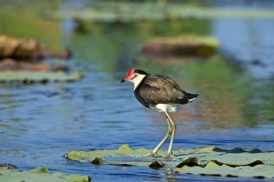 Comb-crested Jacana - adult standing on a Lotus Lilys leaf on a pond looking out Comb-crested Jacana - adult standing on a Lotus Lilys leaf on a pond looking out